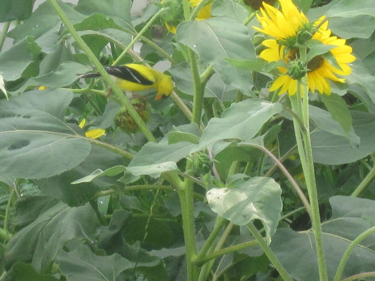 American Goldfinch