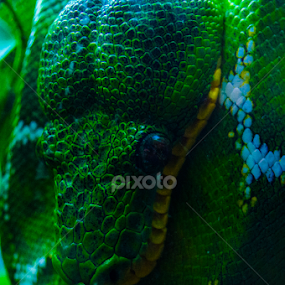 Coiled green snake by Christopher Fenning - Animals Reptiles
