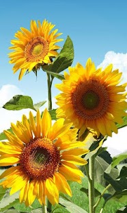 download Sunflower Falling Wallpaper free