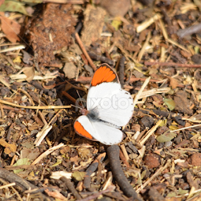 Butterfly by Adrian Boom - Animals Insects & Spiders