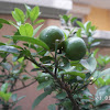 Lime plant