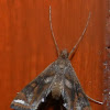 Crambid Moth