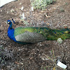 Blue peafowl