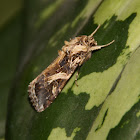 Oriental Leafworm Moth