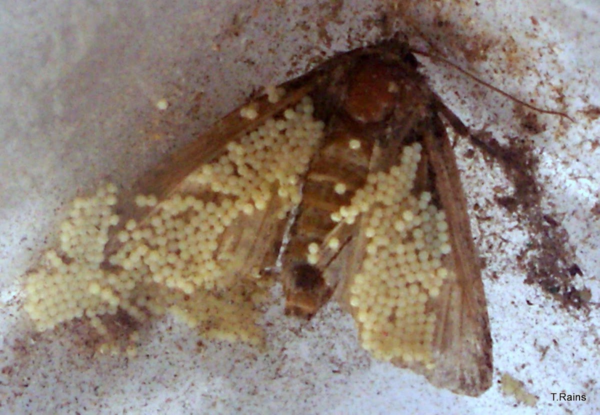 Large Yellow Underwing-eggs