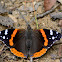 Red Admiral