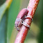 Eucalyptus stem weevil