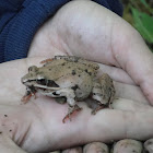 Wood Frog