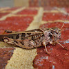 Wrinkled grasshopper