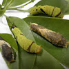 Lime cattepillar