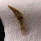 Common Green Lacewing Larvae