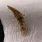Common Green Lacewing Larvae