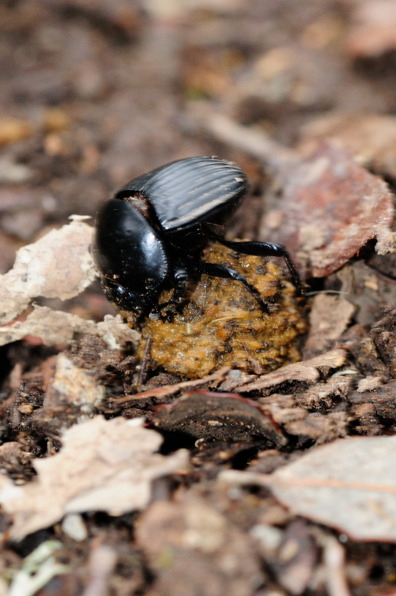 Dung beetle, escarabajo pelotero