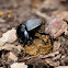 Dung beetle, escarabajo pelotero