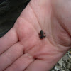 American Toad baby