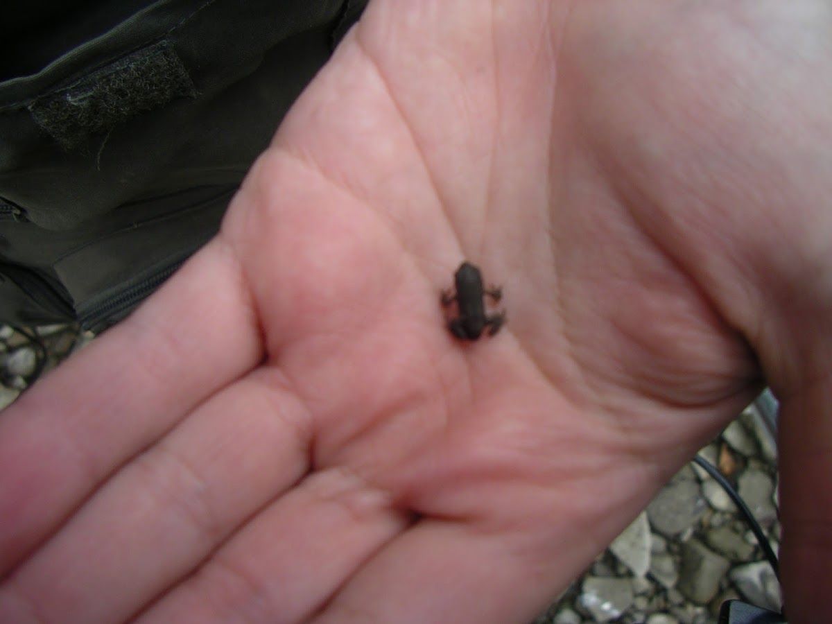 American Toad baby