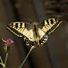 Old World swallowtail (Παπίλιο ο Μαχάων)