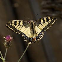 Butterflies and Moths of Greece