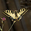 Old World swallowtail (Παπίλιο ο Μαχάων)