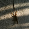 Jamican Brown Anole