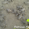 leatherback turtle, tortuga baula o laud