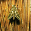 Silver striped Hawk Moth