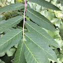 Staghorn Sumac