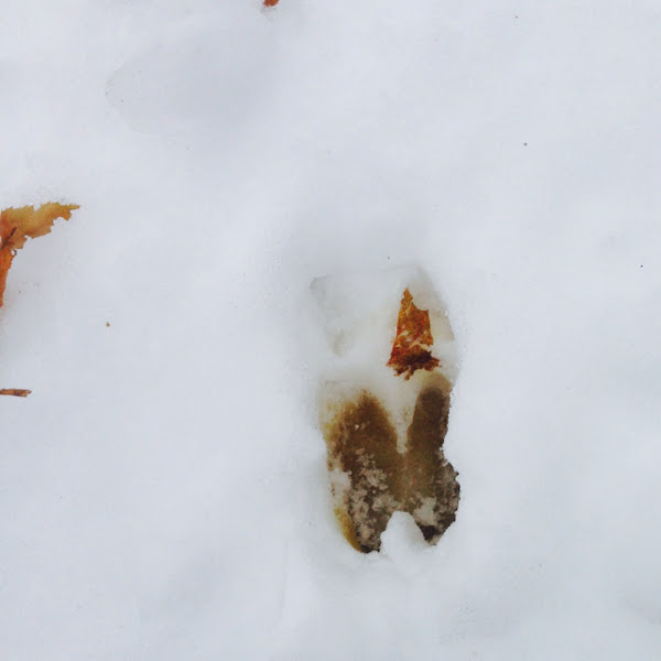 Whitetailed Deer tracks Project Noah