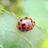 Ten-spotted ladybird