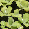 Pistia / Water cabbage / Water lettuce / Nile Cabbage / Shellflower