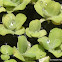 Pistia / Water cabbage / Water lettuce / Nile Cabbage / Shellflower
