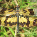 Common Picture Wing