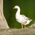 Goose Hybrid