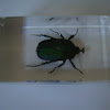 Emerald Beetle (preserved)