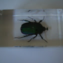 Emerald Beetle (preserved)