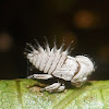 Membracis Treehopper - nymph / parasitic fungus