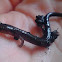 Red-Backed Salamander "Lead Phase"