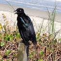 Boat tailed grackle, I gather.