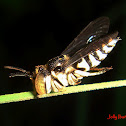 Parasitic Megachilid Bee