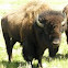 American bison