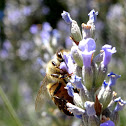 Western Honeybee