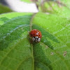 Red Asian Ladybug