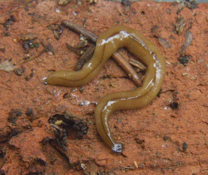 Terrestrial Flatworm