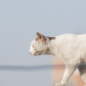 by Amir Hameed - Animals - Cats Playing