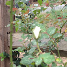 White rose bloom.  First of the season.