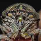 Linne's annual cicada