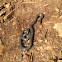 Northern Ring Neck Snake