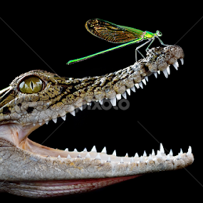 :) by Sandi Nopri yanto - Animals Other