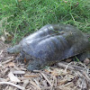 Spiny softshell turtle (female)