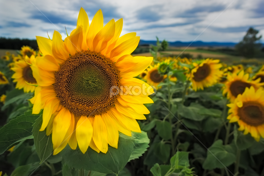Himawari | Flowers in the Wild | Flowers | Pixoto